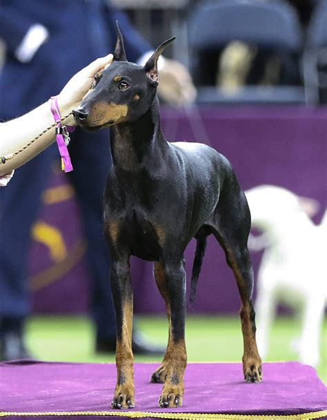 A Manchester terrier egészségügyi vizsgálata