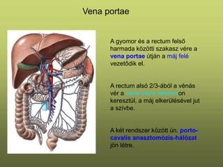 Vénás rendszer sematikus ábrája