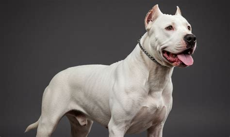 Argentin futballstadion