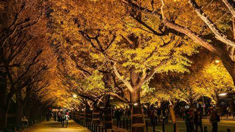 Ginkgo fák arany lombozata a Meiji Jingu Gaienben