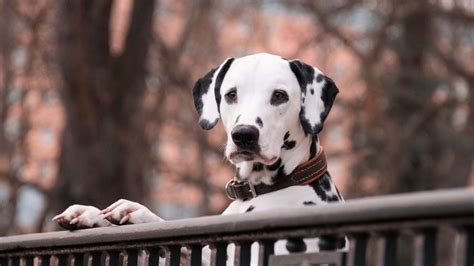 Dalmata kutya a családdal játszva