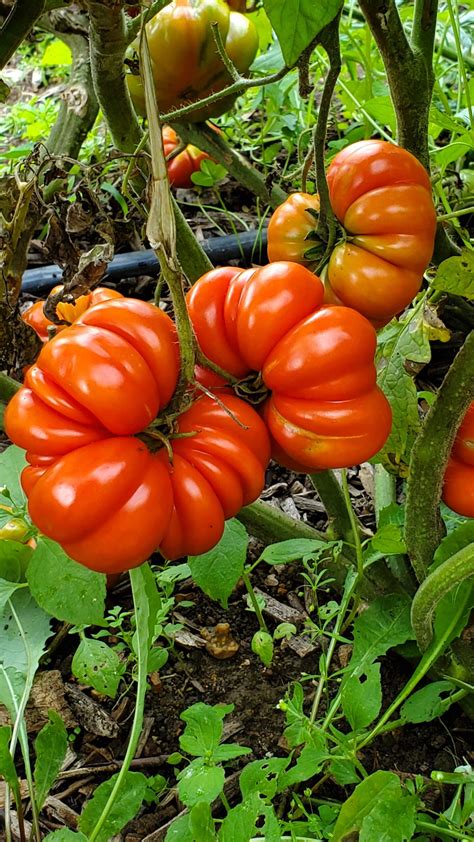 Costoluto Fiorentino paradicsom megjelenése