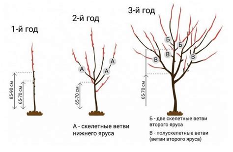 Paradicsomkarózás és metszés