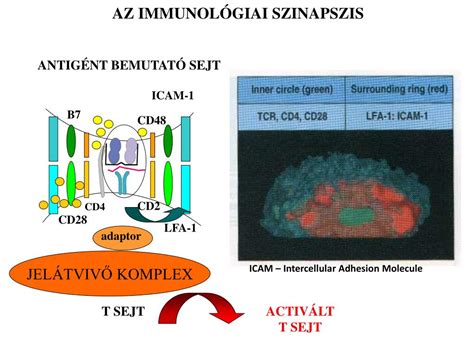 Az immunológiai szinapszis szerkezete és a T-sejt aktiváció folyamata
