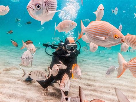 Búvárkodás Új-Zélandon