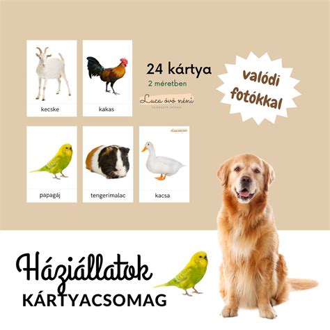 Különböző háziállatok képe
