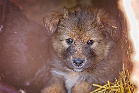 Kutya légszomjjal és köhögéssel