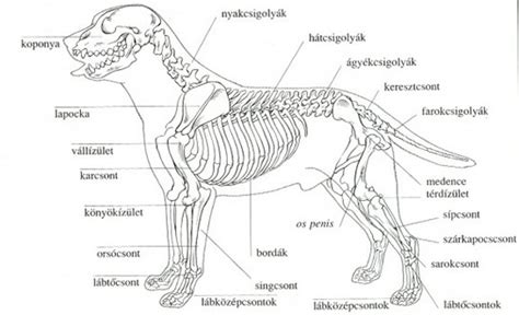 Kutya szívének anatómiai rajza