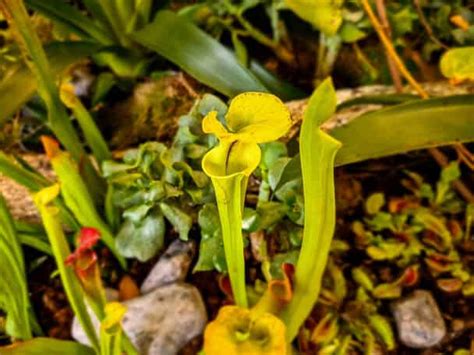 A sárga kürtvirág (Sarracenia flava) jellegzetes kancsói