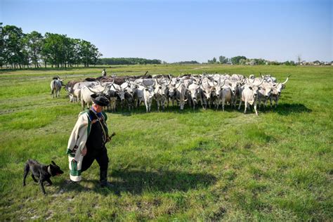 Különböző típusú pásztorok a magyar pusztán