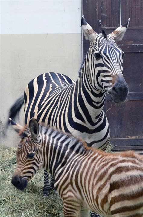 Zebra a Budapesti Állatkertben