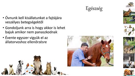 felelős állattartás infografika