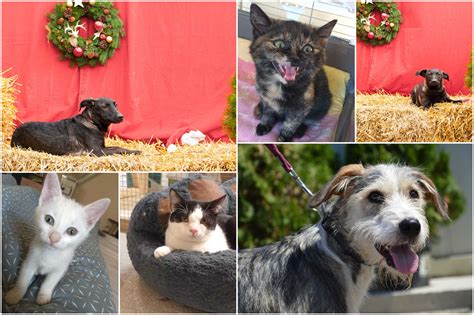 Kutyusok és cicák menhelyen