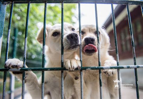 Adománygyűjtés állatoknak