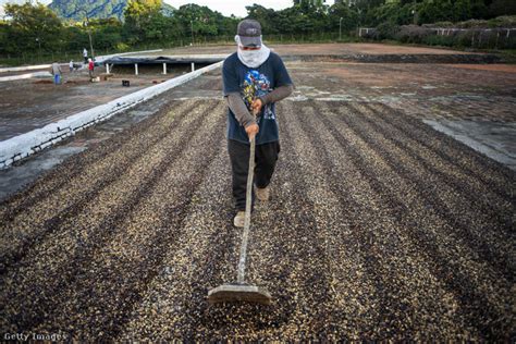 Guatemalai kávéültetvény és kávébetakarító munkások