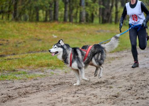 Canicross futó kutya és ember párosával