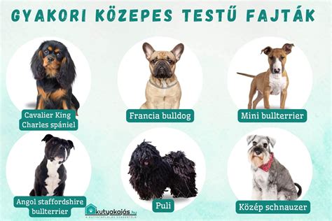 Designer kutya fajták