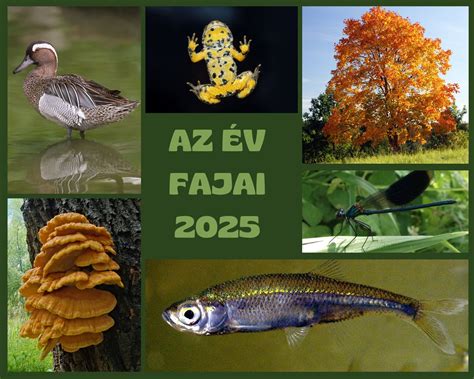 A 2019-es év kiemelkedő futballedzői és jelentős sikereik