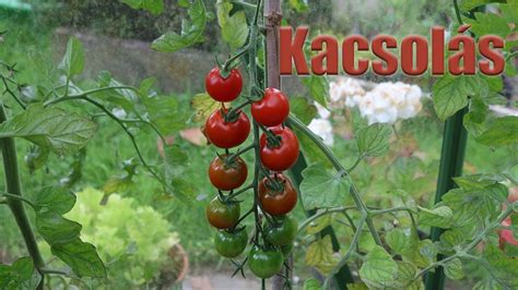 paradicsom kacsolása