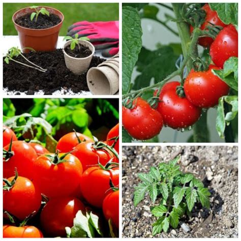 paradicsom termesztése balkonládában