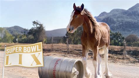 Budweiser Clydesdale lovak Super Bowl reklám