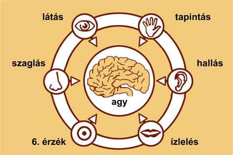 Az emberi agy működését és az érzékszervi feldolgozást bemutató diagram