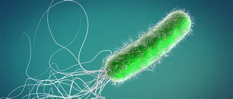 A Pseudomonas aeruginosa baktérium mikroszkópos képe