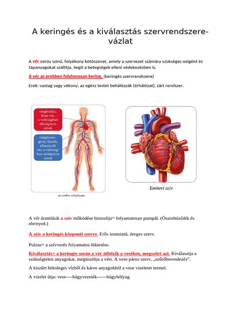 A légzés és a keringés javulása úszás által