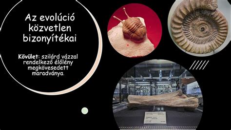 Az evolúció elméletét ábrázoló infografika