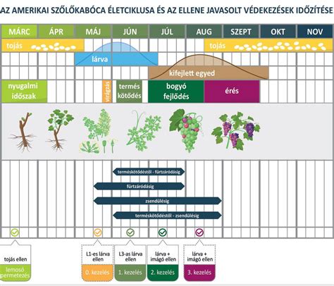 Az amerikai kézilabda piacot ábrázoló infografika
