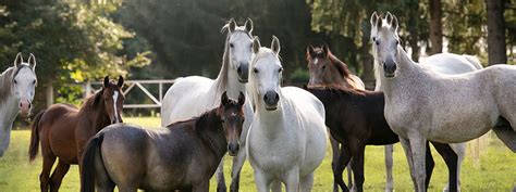 József Rutkai és a megvásárolt telivér, Géza