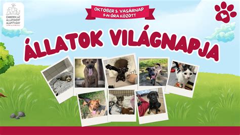 Állatmenhelyen segítséget nyújtó önkéntesek
