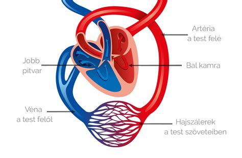 A nagy és kis vérkör elhelyezkedését és útvonalát ábrázoló infografika