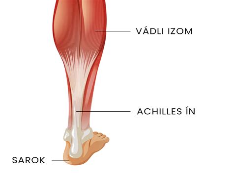 Az Achilles-ín anatómiája és sérülése