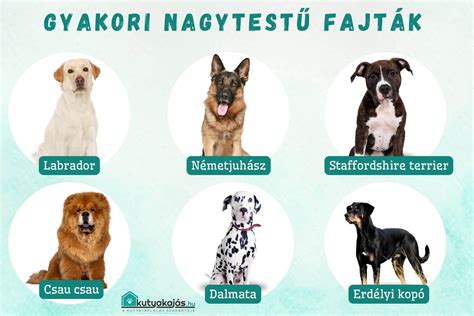 Kutya testbeszéd infografika