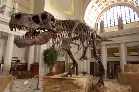 Manchesteri Múzeum T.Rex csontváza