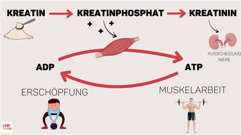 kreatin-kináz mérése sportolóknál
