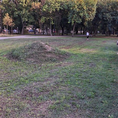 A Pillangó Park zöldfelületének állapota a tervezett felújítás előtt