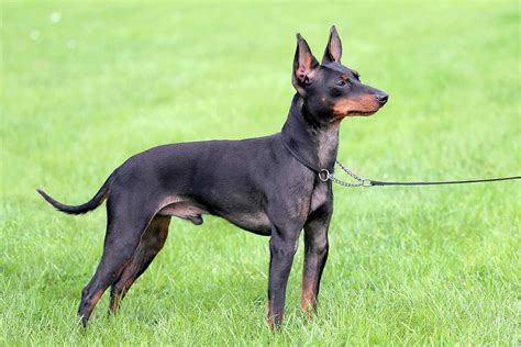 Manchester terrier és Toy Manchester terrier összehasonlítása