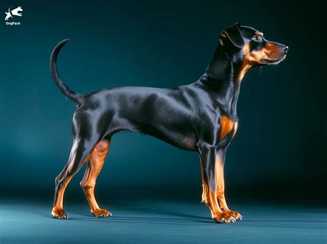 Manchester terrier a családdal