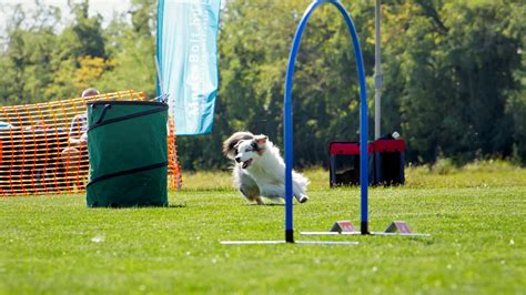 Kutyás sportok, például agility