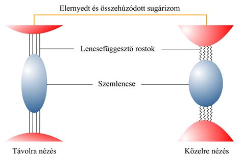 Séma, asszimiláció és akkomodáció folyamatábrája