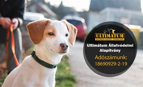 Az állatvédelmi jogszabályok fontossága