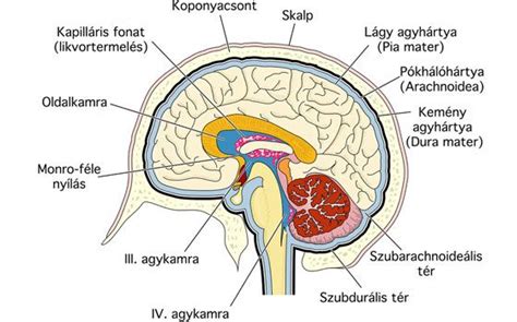 Az emberi agy felépítése és a CTE által okozott elváltozások illusztrációja