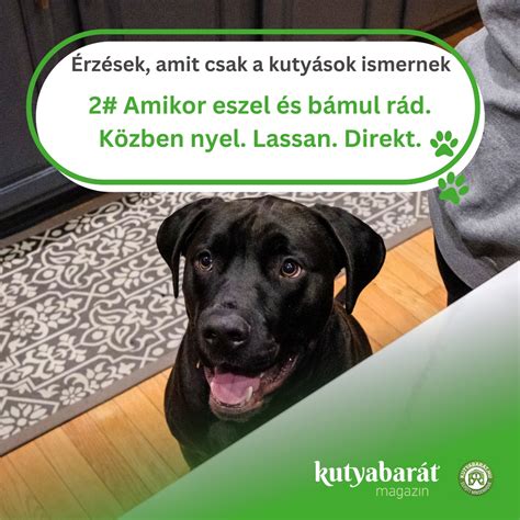 Kutyabarát piktogram vagy állatok a bevásárlóközpontban