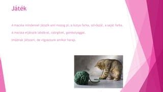Füle-farka játék