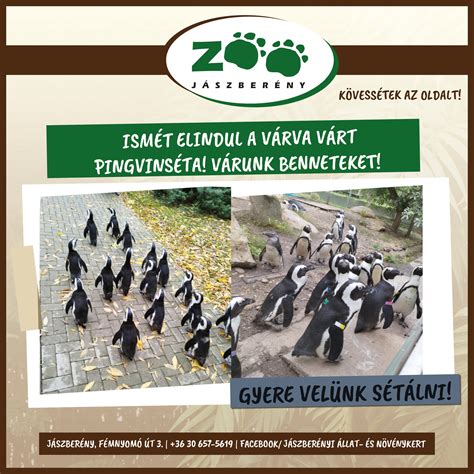 Pingvinséta a Jászberényi Állatkertben