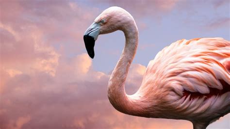 Flamingó egyensúlyi teszt bemutatása