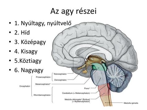 Agy felépítése és sérülései