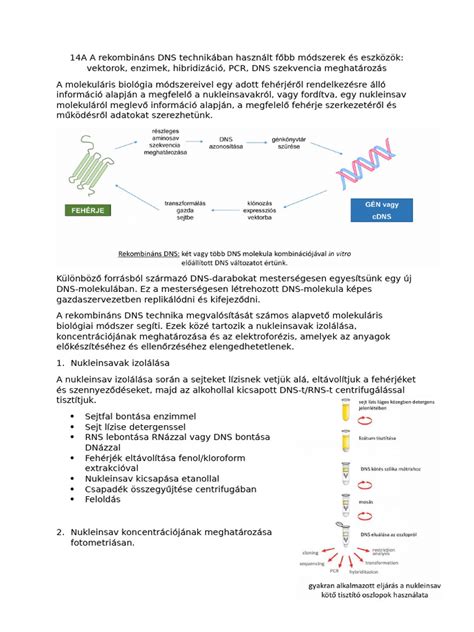 A kosárlabdában használt főbb izomcsoportok